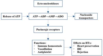 The Role of Purinergic Signaling in Heart Transplantation